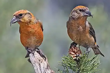 Red crossbills in Deschutes National Forest