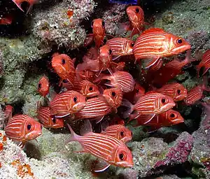 Red Fish at Papahānaumokuākea (cropped)