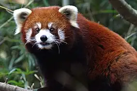 Red panda