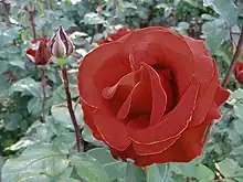 An open red rose and rosebud at the Rose Test Garden, unknown cultivar