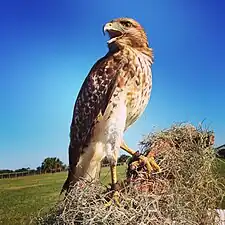 Avian Reconditioning Center, Florida