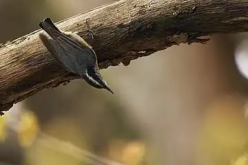 Red-breasted nuthatch