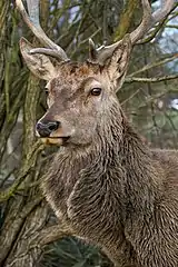 Red deer in the Czech Republic