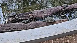 Red-Eared Slider tortoises