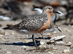 Red knot