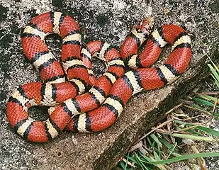 Western milksnake (Lampropeltis triangulum)