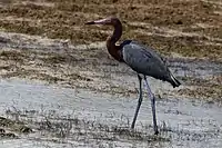 Reddish egret (dark form)