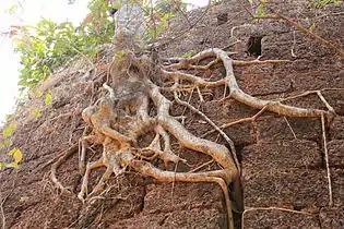 Yashwantgad Fort ruins