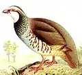 Red-legged partridgeAlectoris rufa