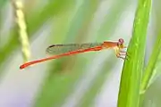 male, Cairns