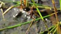 Mating pair