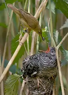 Common cuckoo chick fed by reed warbler adult