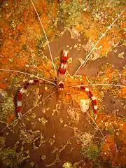 Top view of S. hispidus (Chuuk, Micronesia)