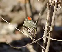 Reverse view of male, showing the red crown