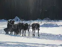 A team pulling a sled in Russia