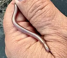 Rena type species; Western blind snake (R. humilis)