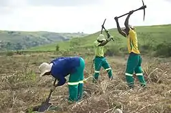 Buffelsdraai Community Reforestation Project.