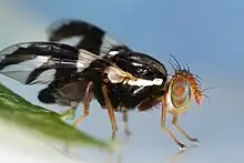 Image 4Rhagoletis pomonella, the hawthorn fly, appears to be in the process of sympatric speciation. (from Speciation)