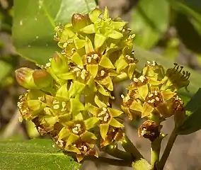 Male flowers, South Africa