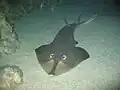 Shovelnose guitarfish