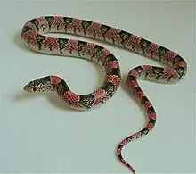 Long-nosed snake