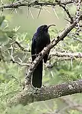 Juvenile in Tanzania