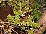 Rhipsalis mesembryanthemoides at the botanical garden of Villa Durazzo-Pallavicini, Genova Pegli