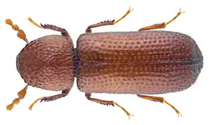 Rhyzopertha dominica (Lesser Grain Borer)