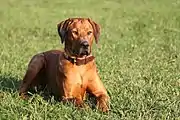 Rhodesian Ridgeback