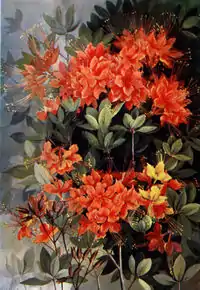 Rhododendron calendulaceum by Ellis Rowan, 1901