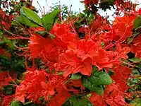 Deep orange flowers in Rhododendron calendulaceum