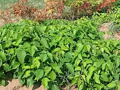 Rhus radicans L. (syn. Toxicodendron radicans (L.) Kuntze), Batiscan, Quebec, Canada