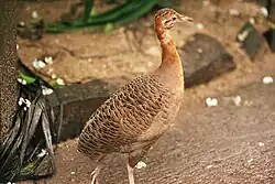 Red-winged tinamou