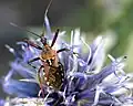 Rhynocoris erythropus