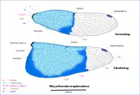 Illustration of wing veins