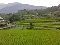 Rice fields at Martung in August