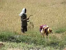 Rice harvesting near the village of Seiçal River in the river floodplain