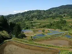 Rice terraces in Yamakoshi