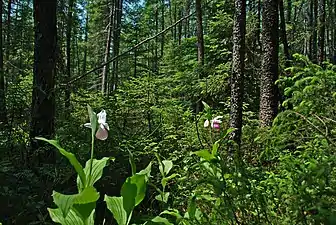 Showy ladyslippers photographed at Rice Creek State Natural Area