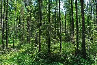 Conifer swamp at Rice Creek