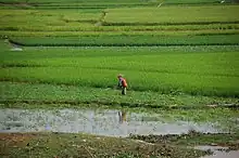 Image 19Rice fields in Takeo Province (from Agriculture in Cambodia)