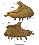 Right maxilla of C. saharicus