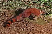 Red and brown euplerid