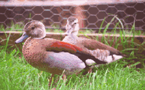 Pair of ringed teal