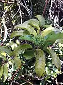 Developing inflorescence of Ripogonum scandens