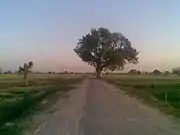 Very old Tree from Village Rithal