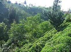 In Turkey the cultivation of tea is confined to the almost subtropical part of the Black Sea coast around Rize, Ikizdere valley south of Rize, 200 m s.l.