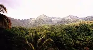 Rain forest in Canaries Quarter