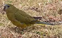 A green-brown parrot with a blue mark above the beak