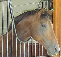 Brown horse looking out over a railing. The head is sideways to the camera and the horse is looking into the distance.